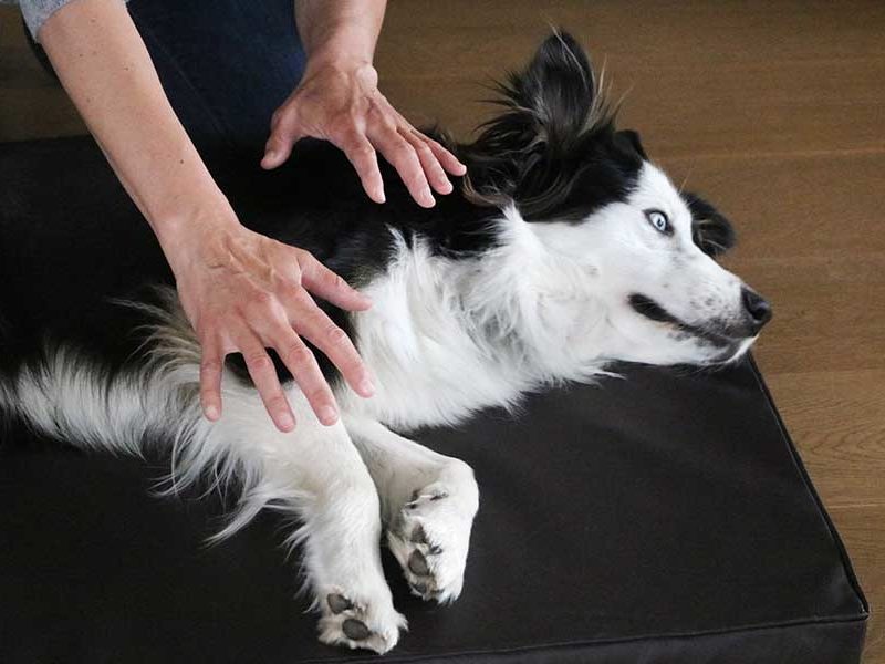 ATSHCANI – Initiation au Shiatsu canin