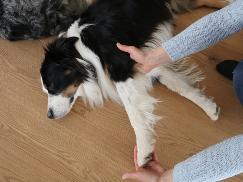 ATMASA – Shiatsu relax / détente canin