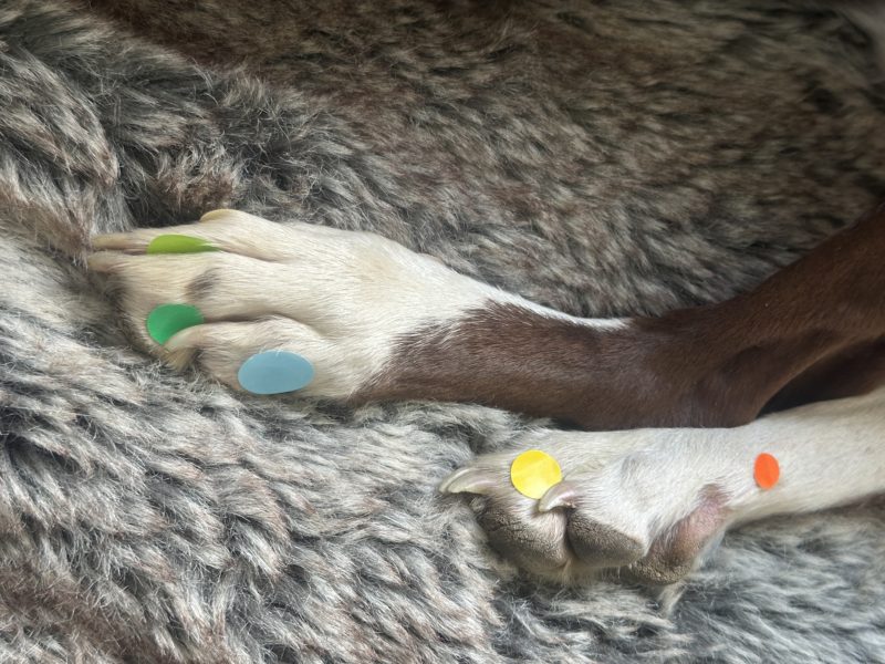ATSHCANI – Initiation au Shiatsu canin
